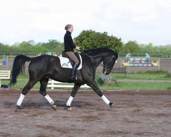dressage horse Sherlano (Hanoverian, 2004, from Sherlock Holmes)