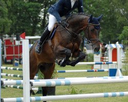 Springpferd Little Joe 347 (Deutsches Reitpferd, 2004, von Landjonker (Fruhling))