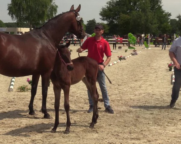 Westfälische Stuten- und Fohlenschau Kirchhellen-Feldhausen 2022