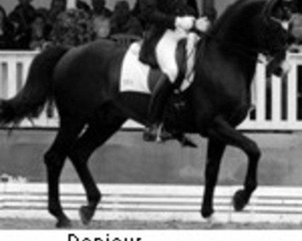 stallion Donjour (Westphalian, 1994, from Dunhill H)