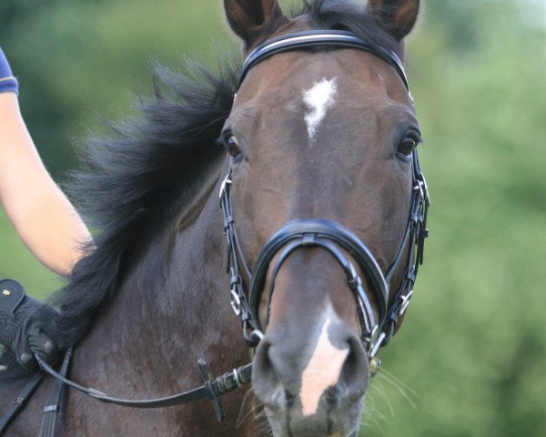 Springpferd Gustl (Rheinländer, 1996, von Gragenit)