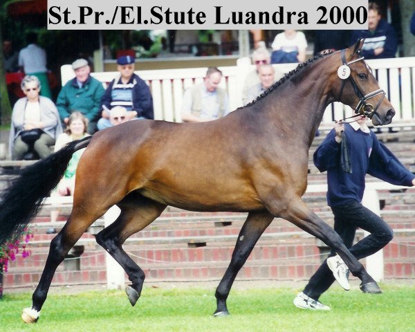 Zuchtstute Luandra (Oldenburger, 1997, von Argentinus)