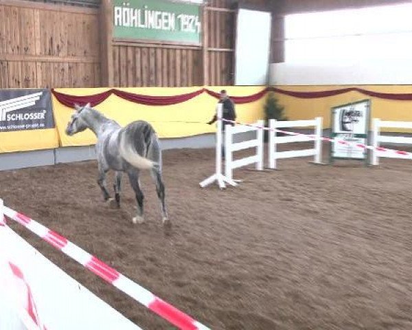 jumper Quirin (Bavarian, 2009, from Question D'Honneur B)