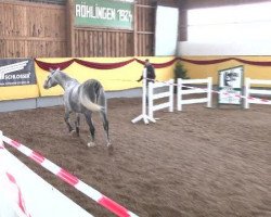 jumper Quirin (Bavarian, 2009, from Question D'Honneur B)