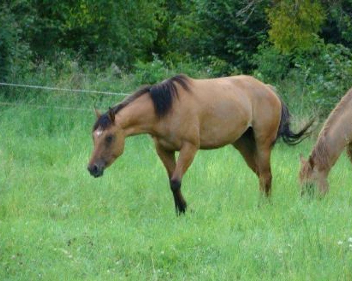 Cavallo Anasui Dun It (Quarter Horse, 2008, di Bart Dun It)