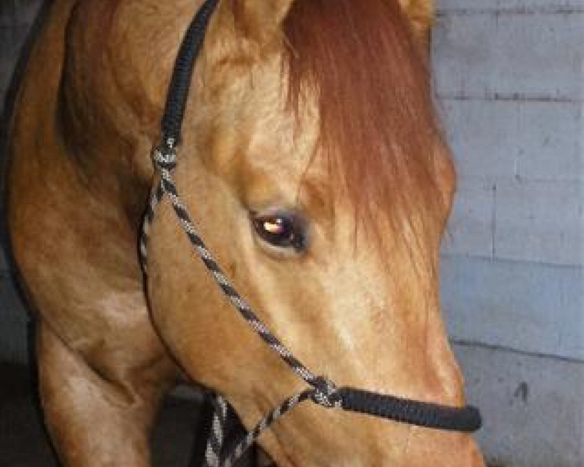 Pferd Camel Dun It (Quarter Horse, 2009, von Bart Dun It)