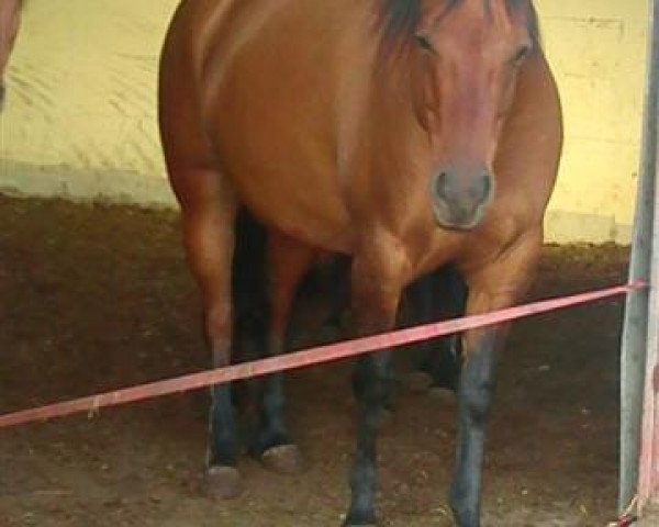 broodmare Dun Its Indian Dream (Quarter Horse, 2005, from Bart Dun It)