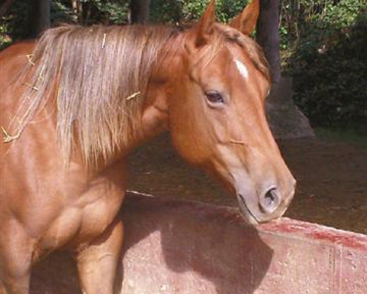 broodmare Skiddings Bambie (Quarter Horse, 1999, from Traveler Prescript)