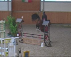 horse Renaldo 177 (Westphalian, 2000)