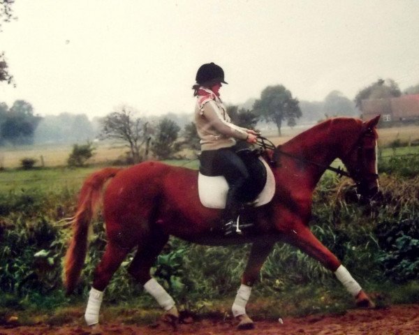 Pferd Pan Tau 33 (Hessisches Warmblut, 1988, von Philippo)