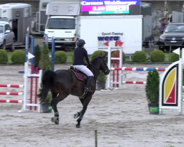 Reitturnier Schänzli, Basel 2022