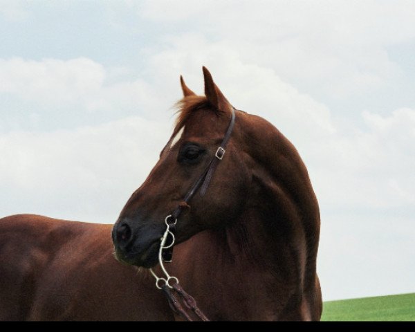 stallion King Barr 234 (Quarter Horse, 1989, from Crockett Gay Bar) stallion King Barr 234 (Quarter Horse, 1989, from Crockett Gay Bar)