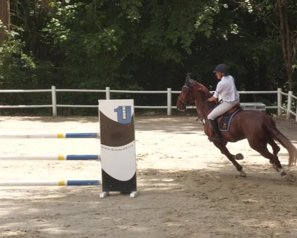 Reitturnier Losheim am See 2022