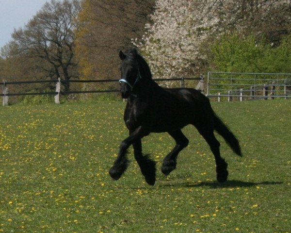 horse Bearnd J (Friese, 2000, from Thomas 327) horse Bearnd J (Friese, 2000, from Thomas 327)