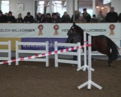 Caballo de salto Amy 248 (Württemberger, 2008)