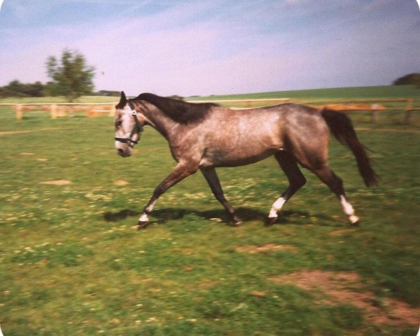 horse Susett (Mecklenburg, 1993, from Solar)