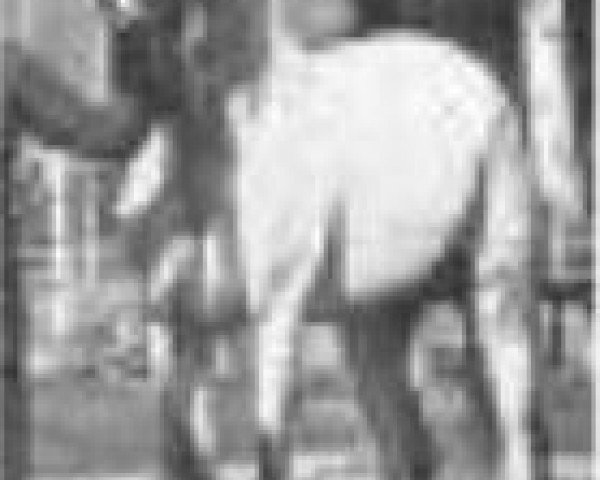 stallion Balance RAS (Arabian purebred, 1928, from Ibn Samhan 1919 RAS) stallion Balance RAS (Arabian purebred, 1928, from Ibn Samhan 1919 RAS)
