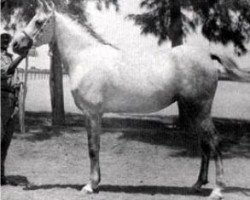 broodmare Helwa 1940 RAS (Arabian purebred, 1940, from Hamran II 1930 RAS)