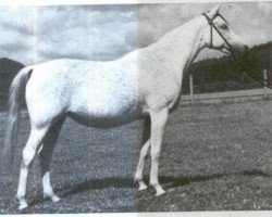 broodmare Nadja 1955 EAO (Arabian purebred, 1955, from Nazeer 1934 RAS)