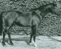 stallion Daikir ox (Arabian purebred, 1959, from Karmin 1952 ox)