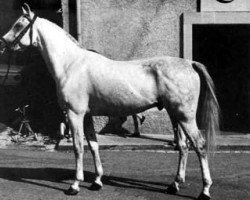 stallion Nabuch 1964 ox (Arabian purebred, 1964, from Daikir ox)
