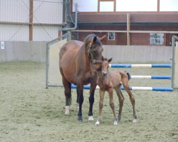 broodmare Grace (Oldenburg, 1991, from Goldstern)