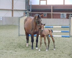 broodmare Grace (Oldenburg, 1991, from Goldstern)