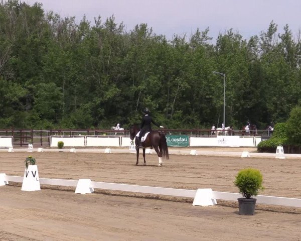 Reitturnier Frechen-Grefrath - Sonnenhof 2022