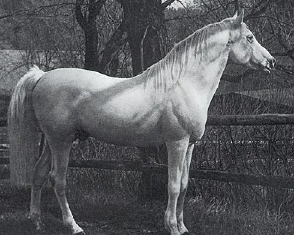 Deckhengst Jasir 1925 EAO (Vollblutaraber, 1925, von Mabrouk Manial 1912 RAS)