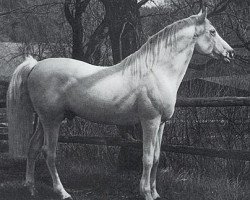 stallion Jasir 1925 EAO (Arabian purebred, 1925, from Mabrouk Manial 1912 RAS)