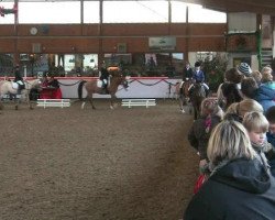 dressage horse Johann (Freiberger, 2000)