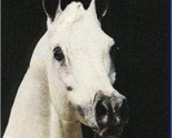 stallion Ibn Moniet El Nefous 1964 EAO (Arabian purebred, 1964, from Morafic 1956 EAO)
