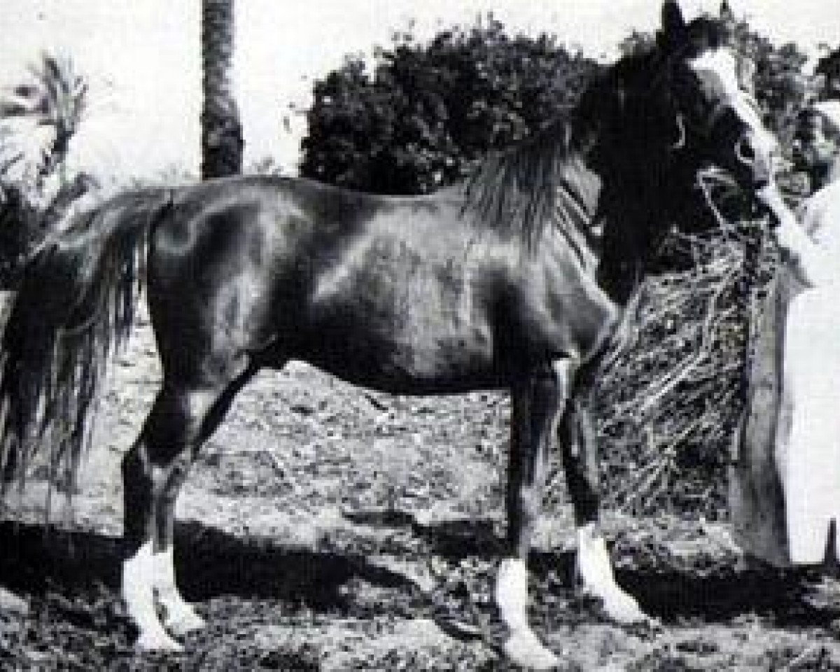 stallion Jamil 1896 RAS (Arabian purebred, 1896, from Aziz 1877 RAS)