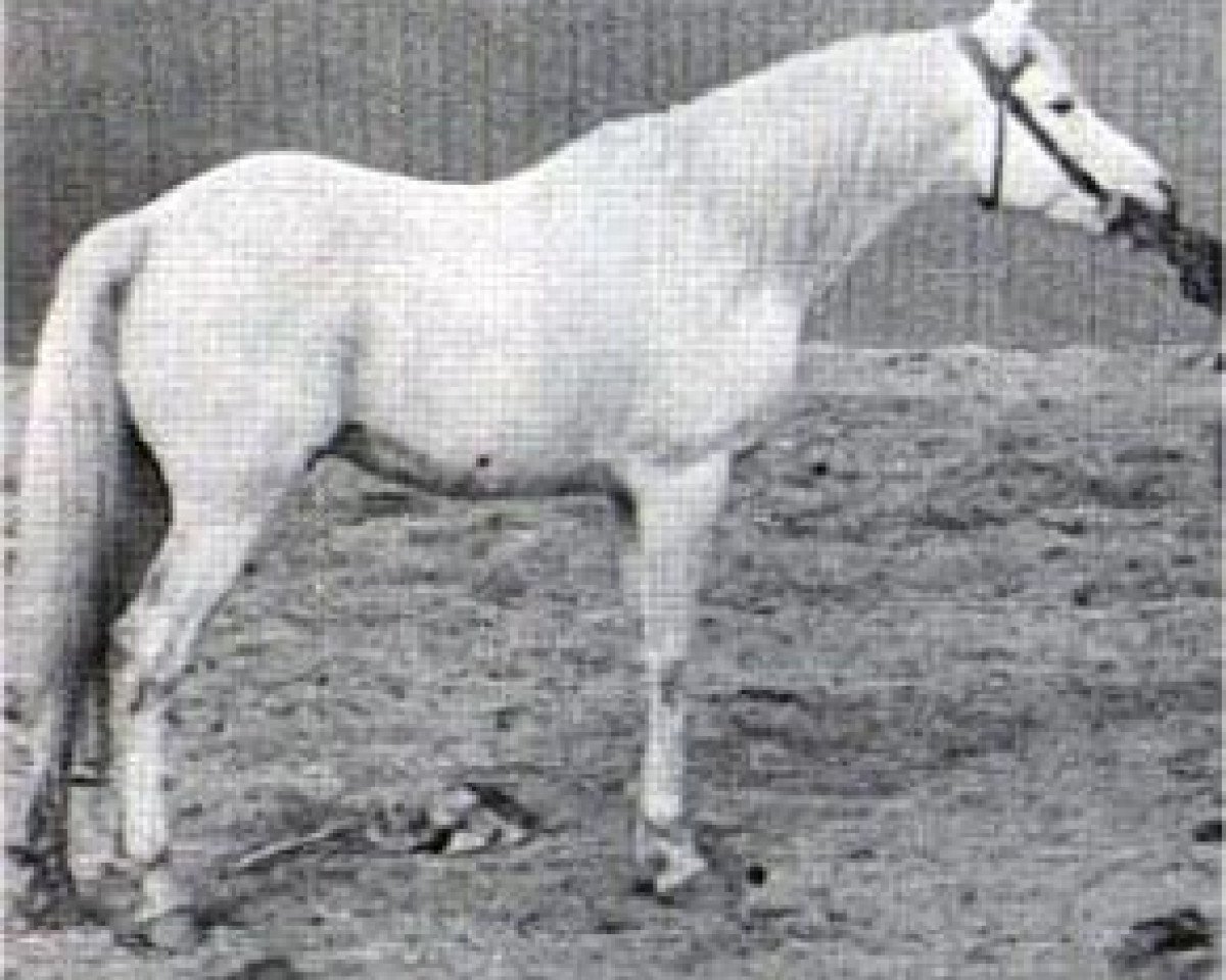 Stallone da monta Sahab 1903 RAS (Puro sangue arabo, 1903, di Kawkab RAS)