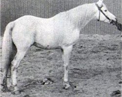 stallion Sahab 1903 RAS (Arabian purebred, 1903, from Kawkab RAS)