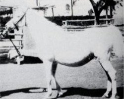 broodmare Serra I 1915 RAS (Arabian purebred, 1915, from Sahab 1903 RAS)