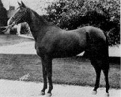 broodmare Bint Serra I RAS (Arabian purebred, 1923, from Sotamm 1910 ox)