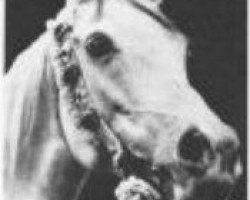 broodmare Mahroussa 1920 RAS (Arabian purebred, 1920, from Mabrouk Manial 1912 RAS)