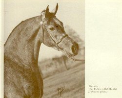 broodmare Ahroufa EAO (Arabian purebred, 1969, from Ibn Fa Serr 1960 EAO)