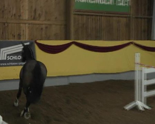 Springpferd Quax 63 (Bayer, 2008, von Question D'Honneur B)