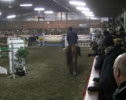 dressage horse Wüstentraum XX (Thoroughbred, 1994, from Just a Flutter xx)