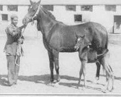 broodmare Wanisa 1941 RAS (Arabian purebred, 1941, from Sheikh el Arab 1933 RAS)