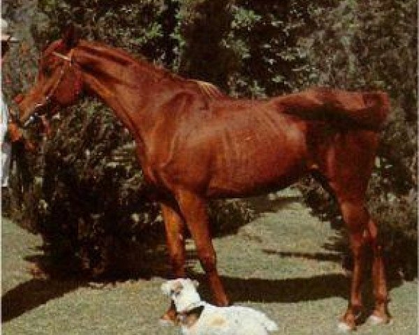 broodmare Moniet el Nefous 1946 RAS (Arabian purebred, 1946, from Shahloul 1931 RAS)