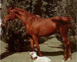 broodmare Moniet el Nefous 1946 RAS (Arabian purebred, 1946, from Shahloul 1931 RAS)