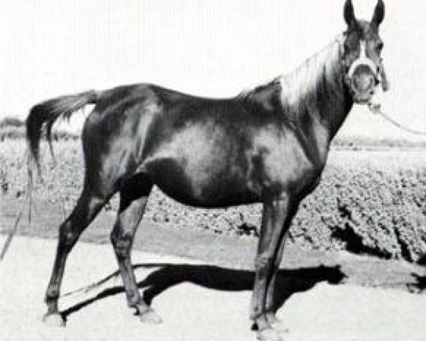 broodmare Mouna 1954 EAO (Arabian purebred, 1954, from Sid Abouhom 1936 RAS) broodmare Mouna 1954 EAO (Arabian purebred, 1954, from Sid Abouhom 1936 RAS)