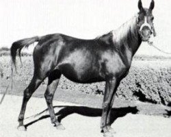 broodmare Mouna 1954 EAO (Arabian purebred, 1954, from Sid Abouhom 1936 RAS)