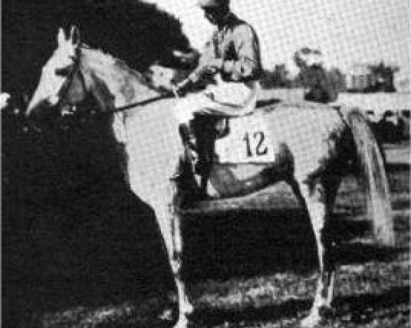 stallion Wazir 1863 ox (Arabian purebred, 1863, from Zobeyni 1844 DB) stallion Wazir 1863 ox (Arabian purebred, 1863, from Zobeyni 1844 DB)