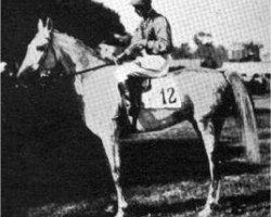stallion Wazir 1863 ox (Arabian purebred, 1863, from Zobeyni 1844 DB)