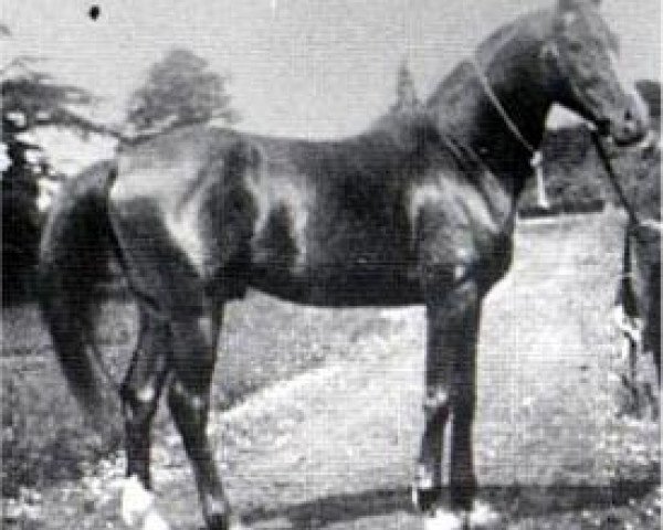 Deckhengst Merzuk 1887 ox (Vollblutaraber, 1887, von Wazir 1863 ox)