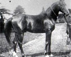 stallion Merzuk 1887 ox (Arabian purebred, 1887, from Wazir 1863 ox)